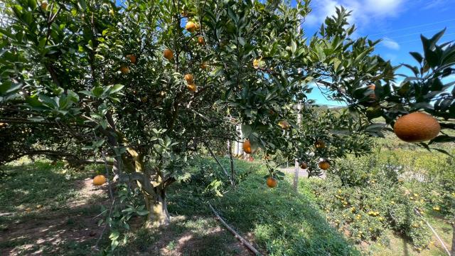 新竹峨眉農地-6