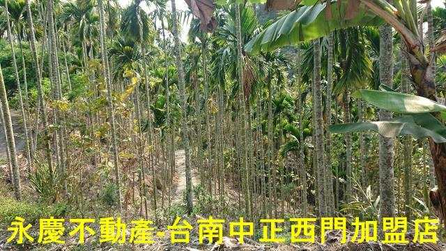 台南白河林地-4