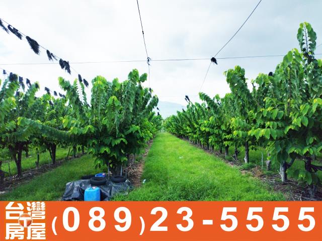 台東農地-1