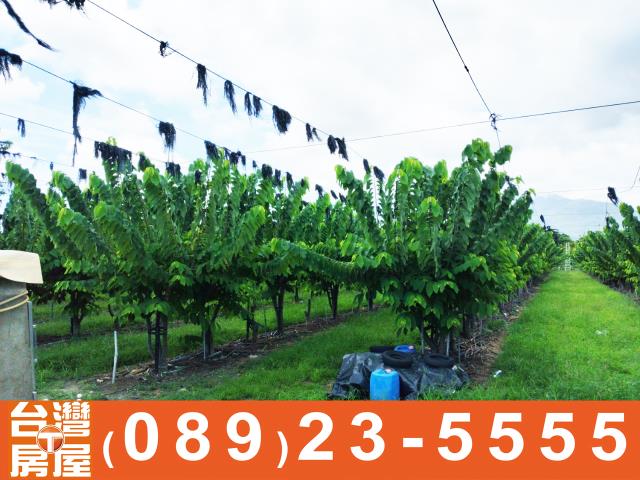 台東農地-3