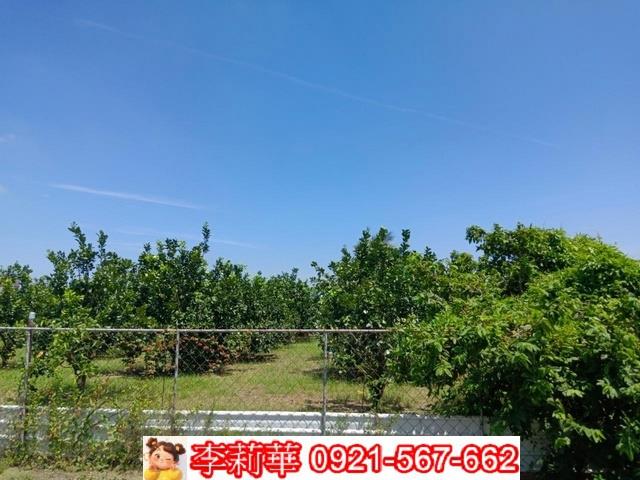 麻豆農地-5