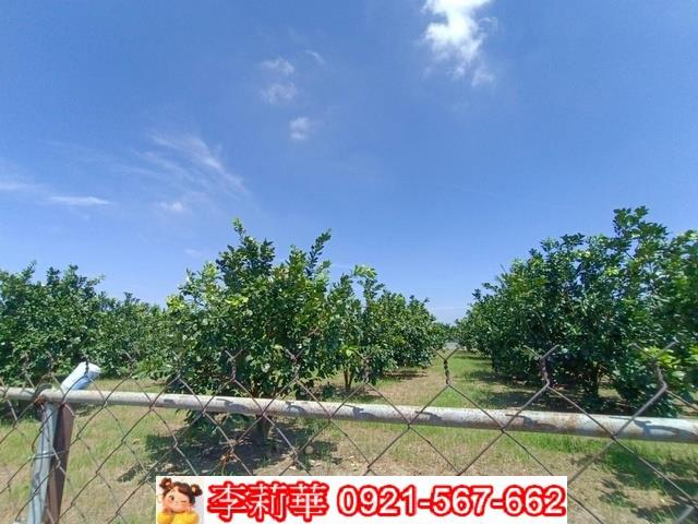 麻豆農地-6