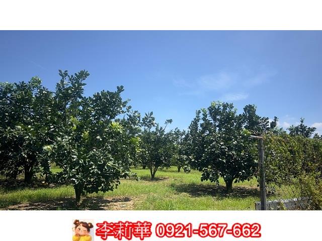 麻豆農地-7