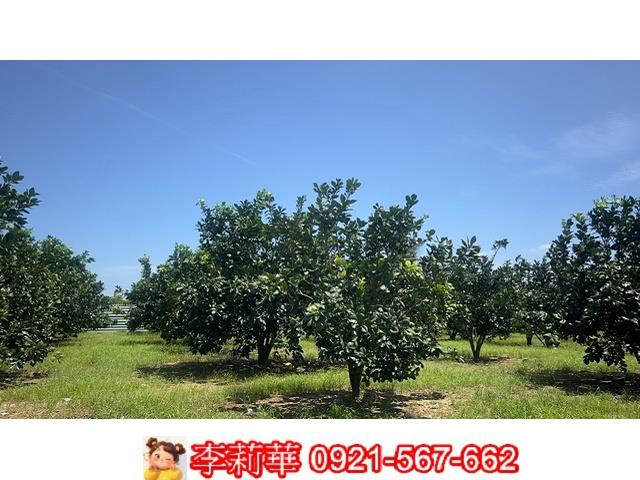 麻豆農地-8