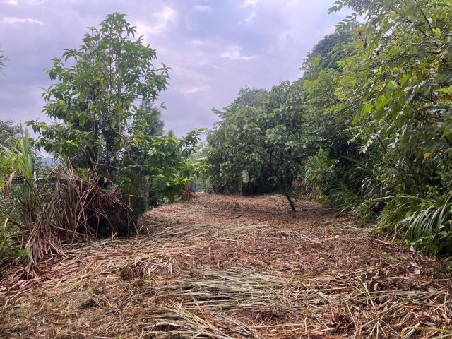 台中太平山坡地-9