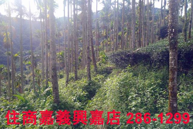 嘉義農地-4