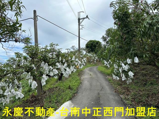 玉井農地-10