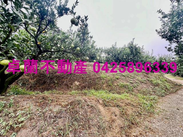 卓蘭農地-13