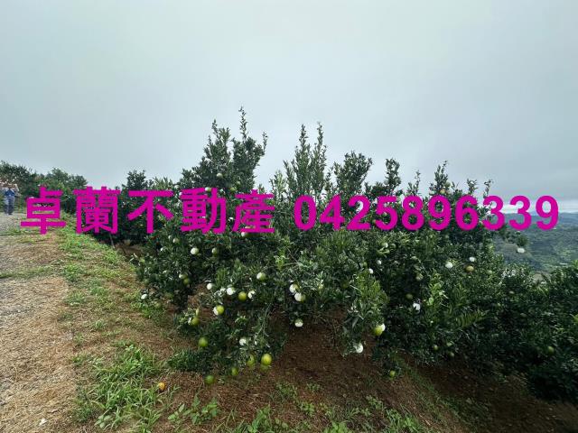 卓蘭農地-1