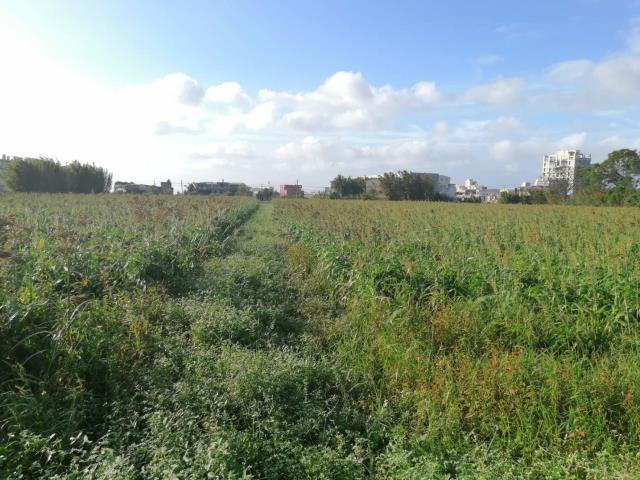 桃園觀音農地-4