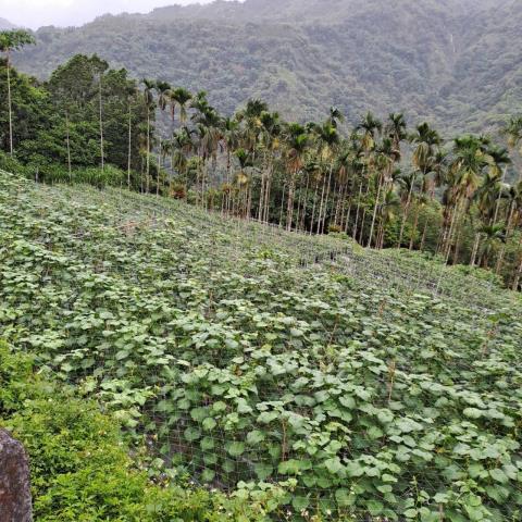 嘉義梅山農地-2