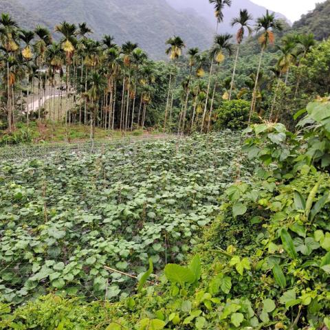 嘉義梅山農地-6