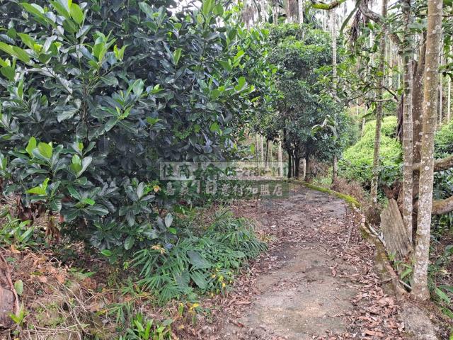 嘉義梅山農地-6