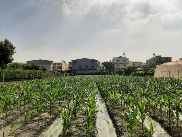 屏東九如農地-3