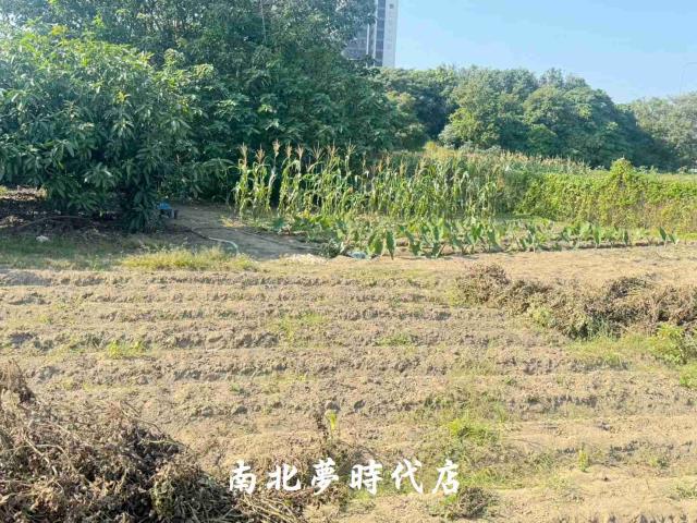 台南南區農地-5
