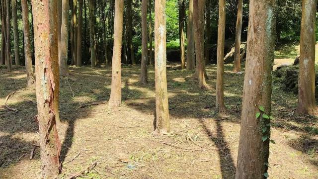 新竹農地-1