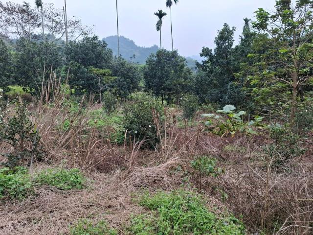 中埔農地-0