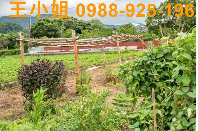 桃園農地-13