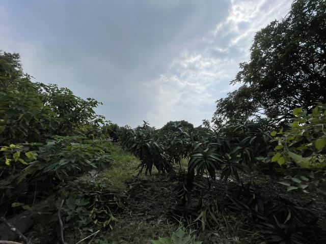 高雄農地-5