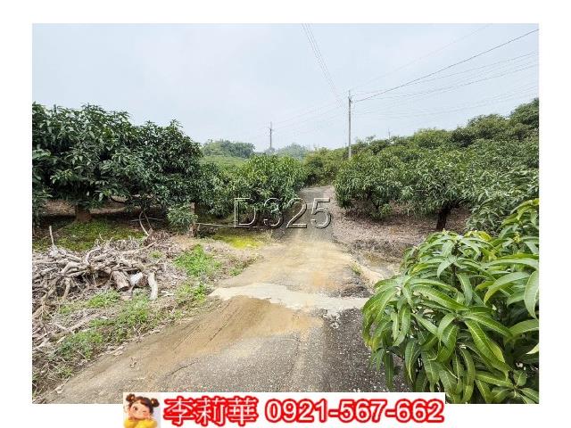 玉井農地-5