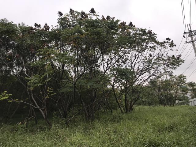 楊梅台31工業地