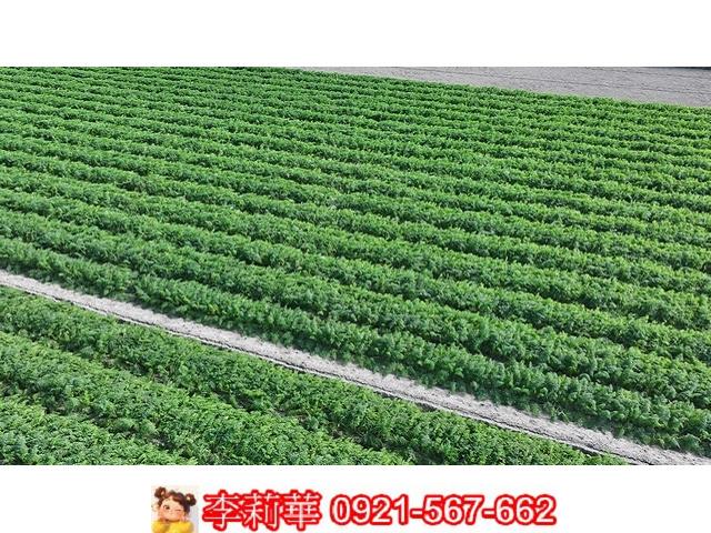 台南麻豆農地-6