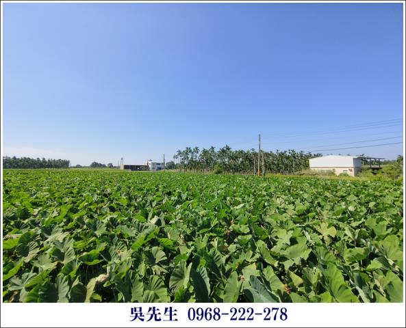 屏東高樹農地-1