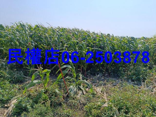 台南學甲農地-10