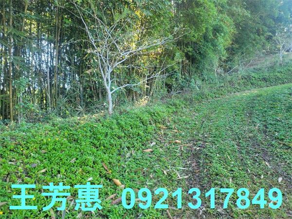 苗栗農地-9