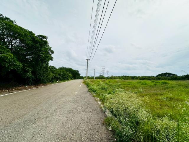 龍井保護地-0