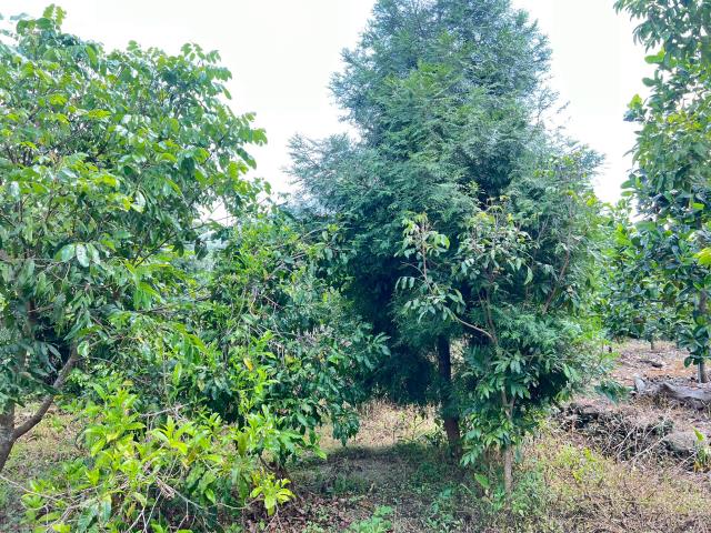 嘉義竹崎農地-4