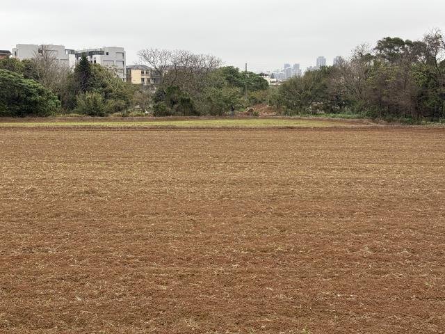 桃園大園農地-3