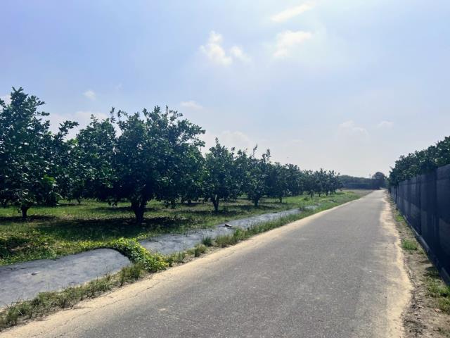台南麻豆農地-5