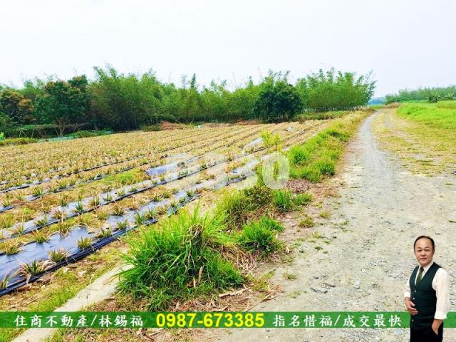 歸仁農地-12