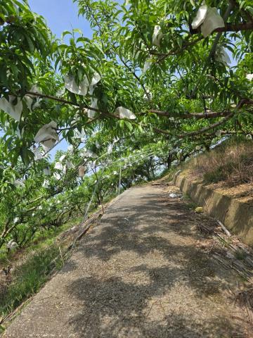 東勢農地-3