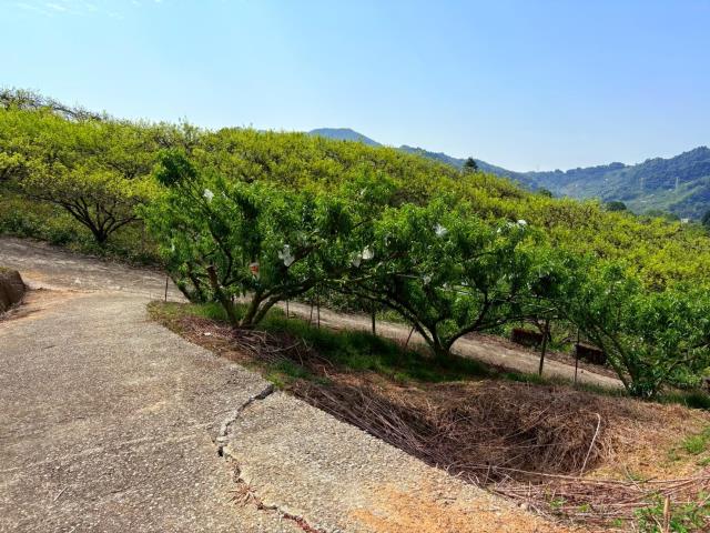 東勢農地-8