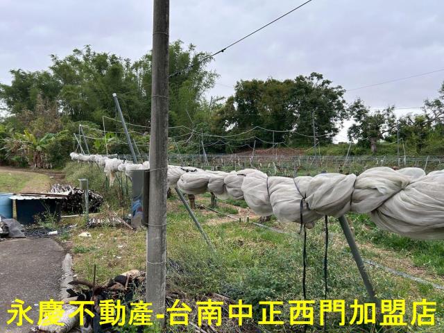 左鎮農地-6
