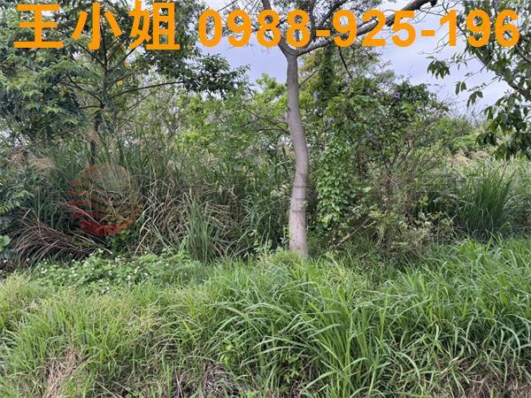 大園農地-8