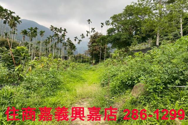 嘉義農地-3