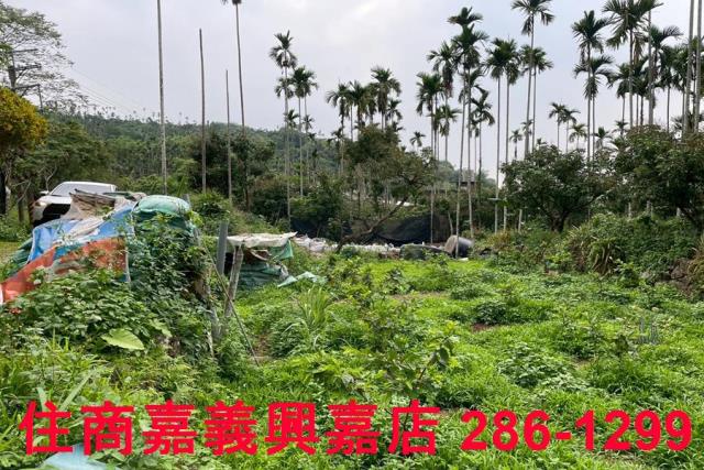 嘉義農地-5