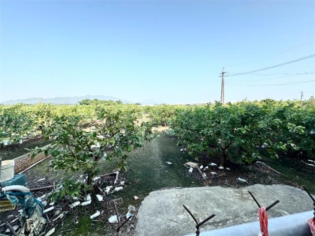 燕巢農地-6