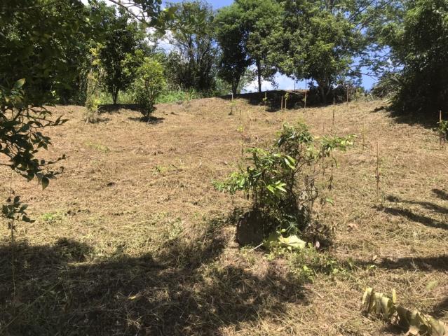 台中霧峰農地-6