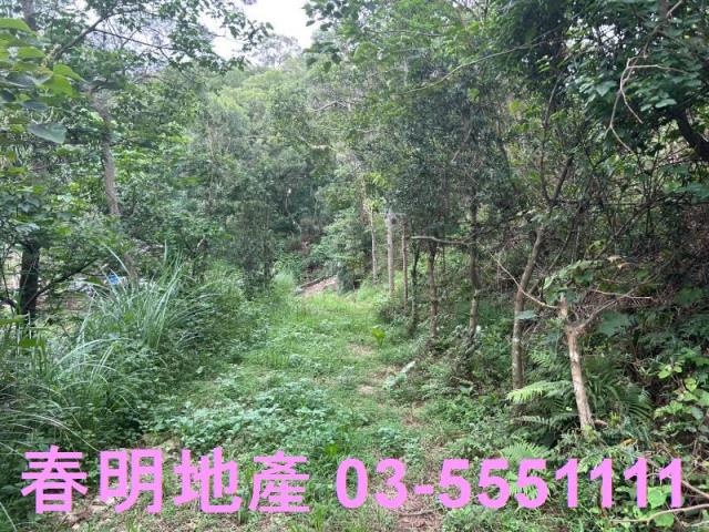 新竹林地-5