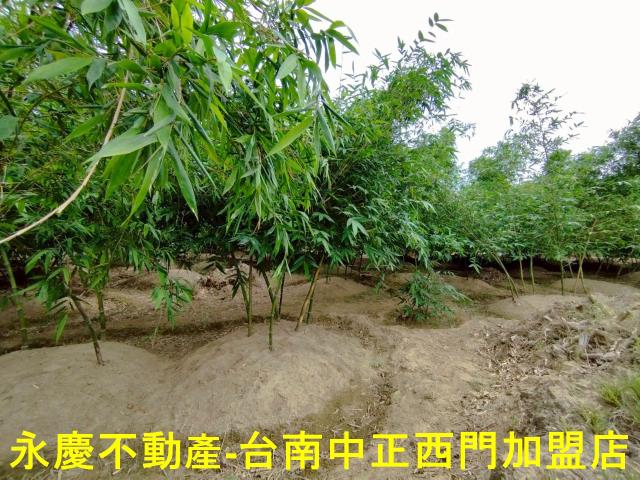 歸仁農地-6