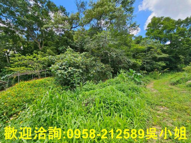 新竹關西山坡地-4
