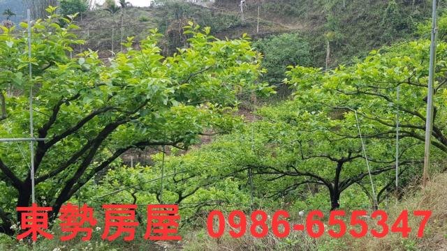 台中農地-7