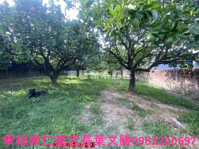 麻豆農地-6