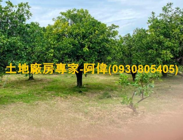 麻豆農地-0