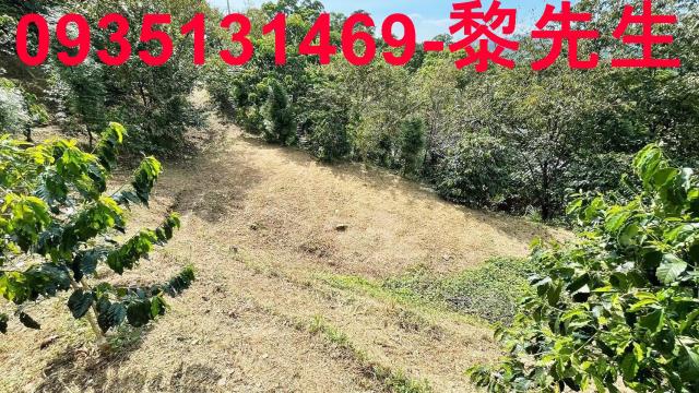 新竹林地-0