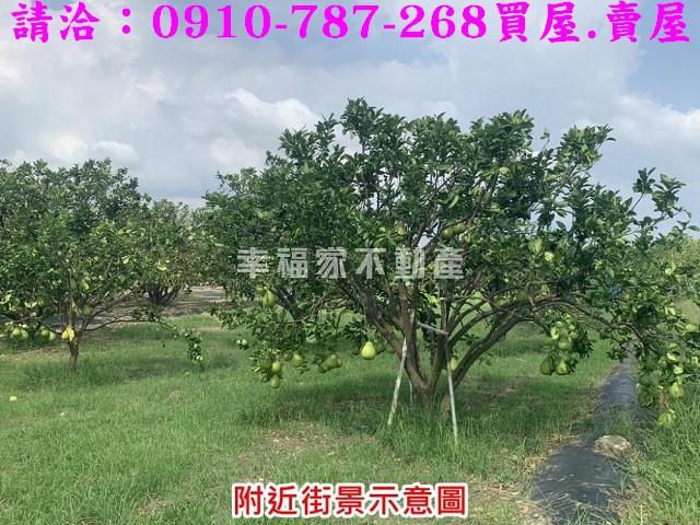 麻豆農地-6